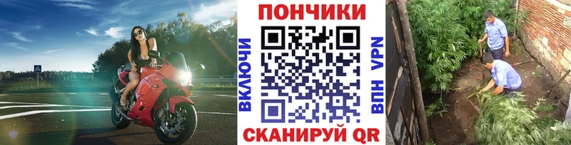 Бошки Шишки гибрид  где найти наркотики  Ишим 